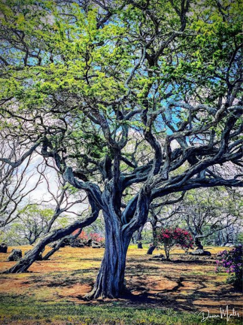 Magical Monkey Pod Tree — Donna Maltz